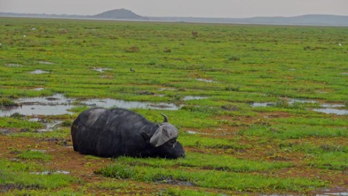 肯尼亚安博塞利国家公园非洲湿地的休闲水牛放牧和饮用