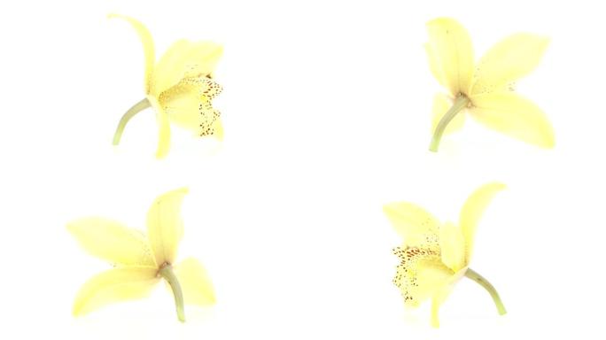 黄色兰花花环