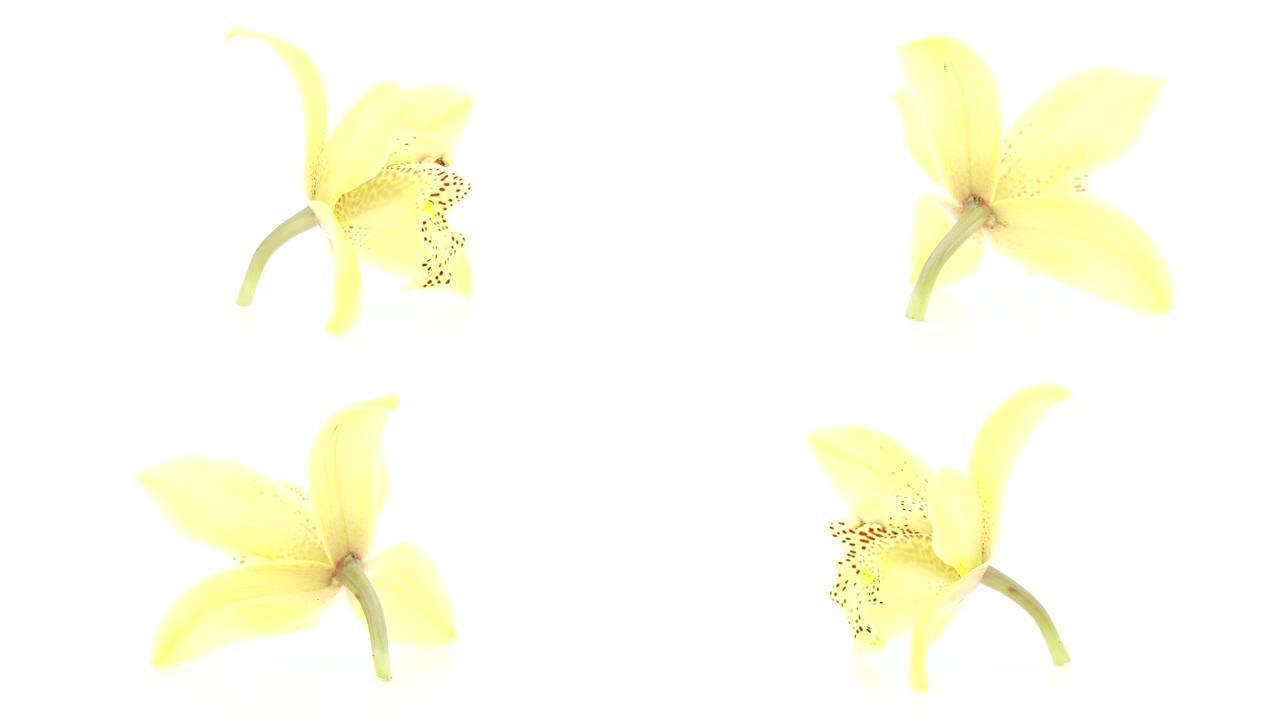 黄色兰花花环