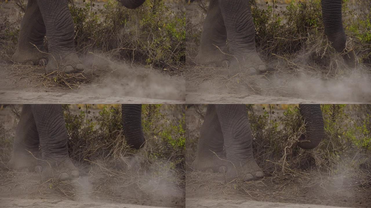 慢动作关闭象鼻和前腿在肯尼亚安博塞利国家公园的草原上收集草