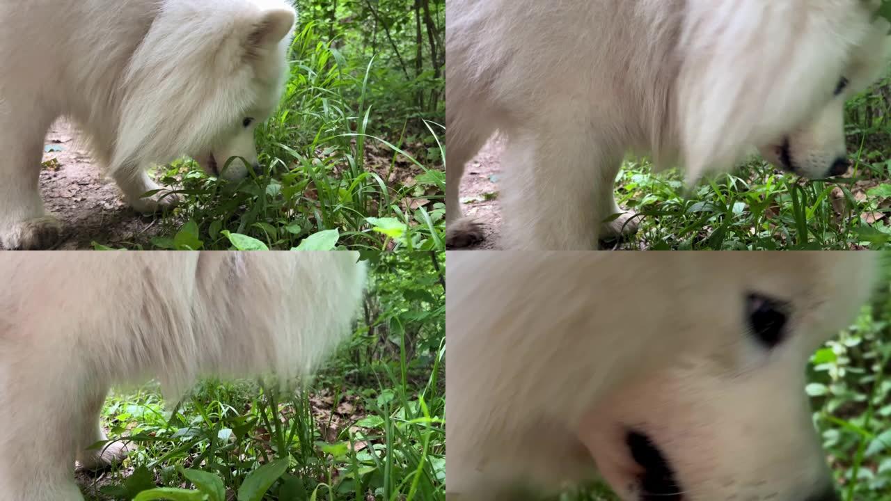 白色萨摩耶犬在春天或夏天来到绿草丛中开始食用它可以用于兽医药房宣传带有维生素的产品白色长毛和成人狗