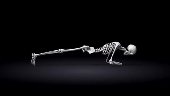 人体骨骼的瑜伽海豚板姿势