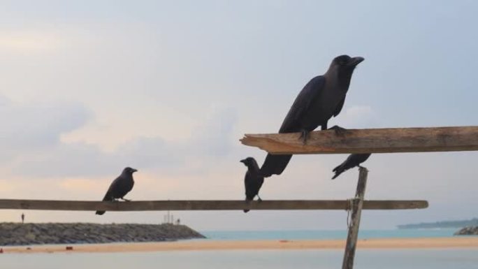 斯里兰卡海滩上的乌鸦。