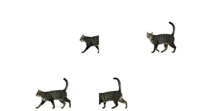 猫走路和抬头的慢动作