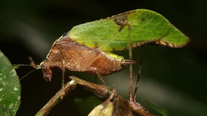 叶拟态katydid (Pycnopalpa bicordata)