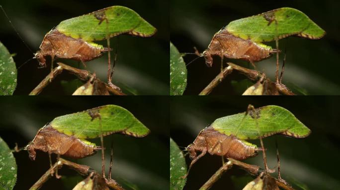 叶拟态katydid (Pycnopalpa bicordata)