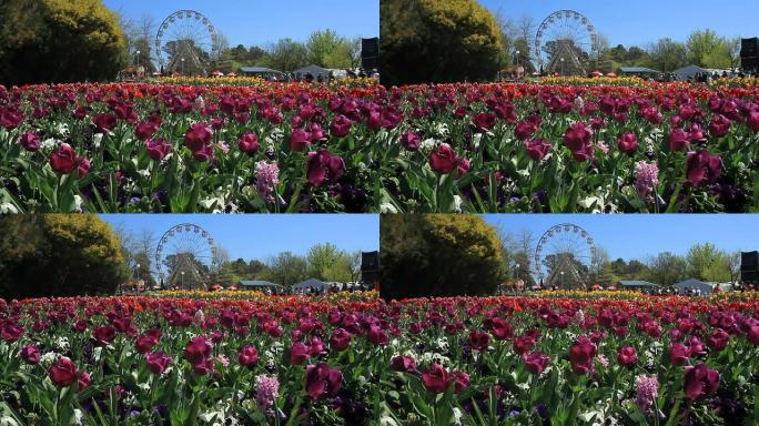 Floriade 2011在堪培拉