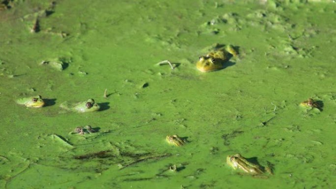绿蛙坐在绿泥中
