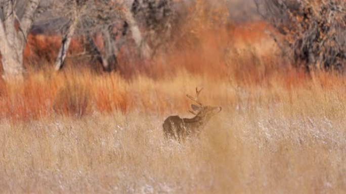新墨西哥州白尾鹿鹿