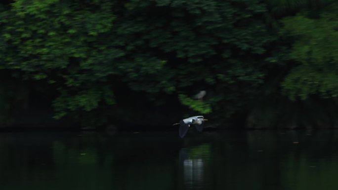 白鹭飞过湖面
