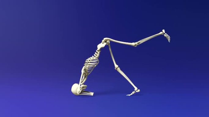 人体骨骼的瑜伽海豚姿势