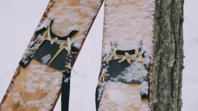 西西伯利亚，驯鹿牧民的营地: 在树上狩猎滑雪板。