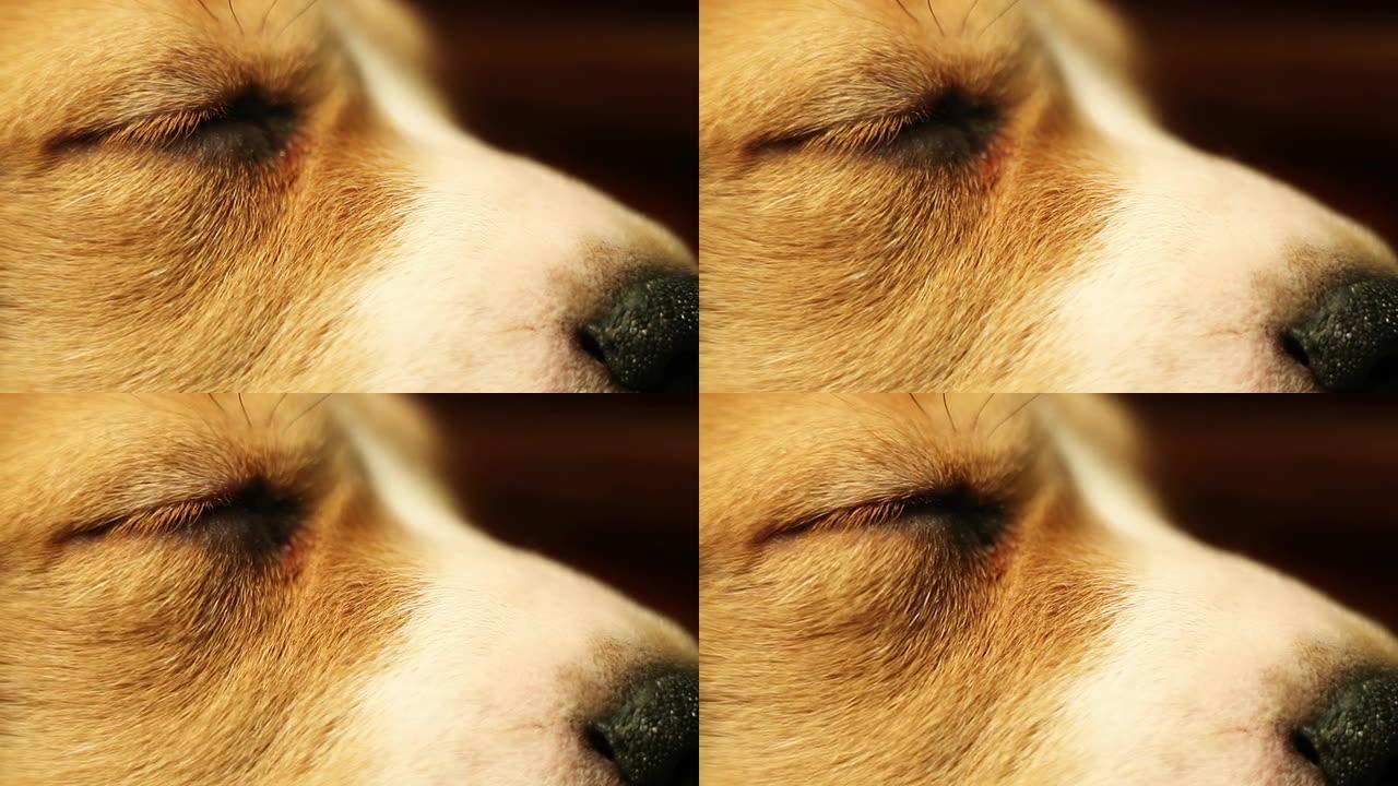 睡觉的小比格犬小狗眼睛微距拍摄