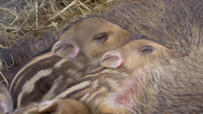 欧洲野生宝来的可爱仔猪的特写镜头在睡觉时从母亲的乳房中喝奶