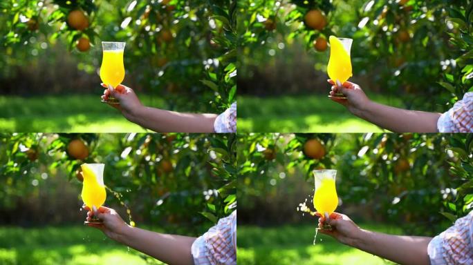 特写手拿着一杯新鲜的有机柑橘汁饮料柠檬水，在橘园花园农场成熟的橙树树枝下的背景
