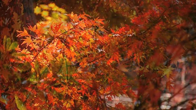 桃子-日本的秋天颜色