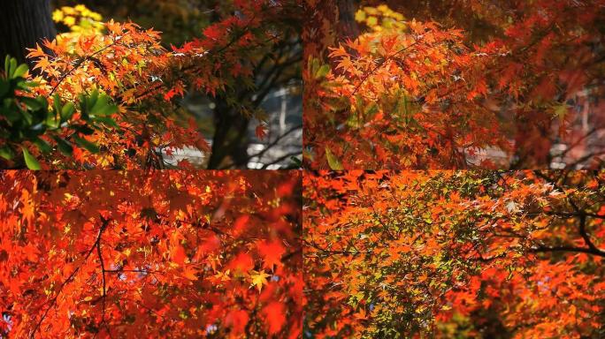 桃子-日本的秋天颜色