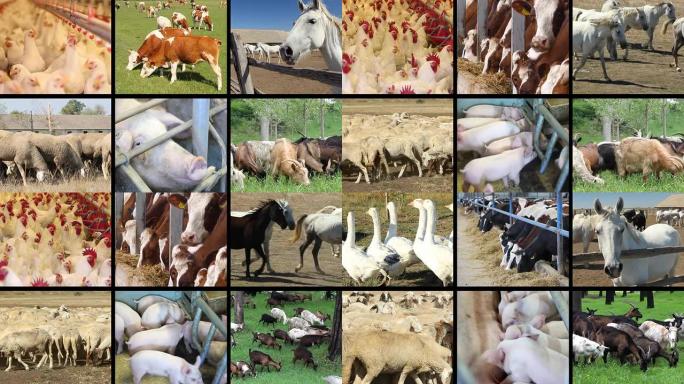 农场动物分屏