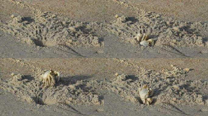 螃蟹挖沙子