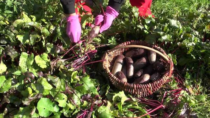 园丁在农场收获甜菜根甜菜蔬菜