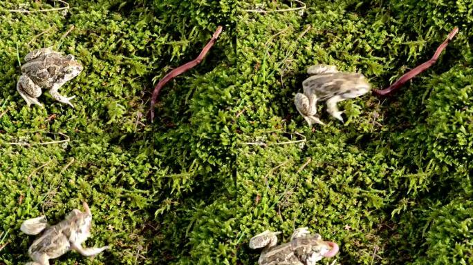 大蒜spadedfoot toad pelobates fuscus moss捕获猎物蠕虫