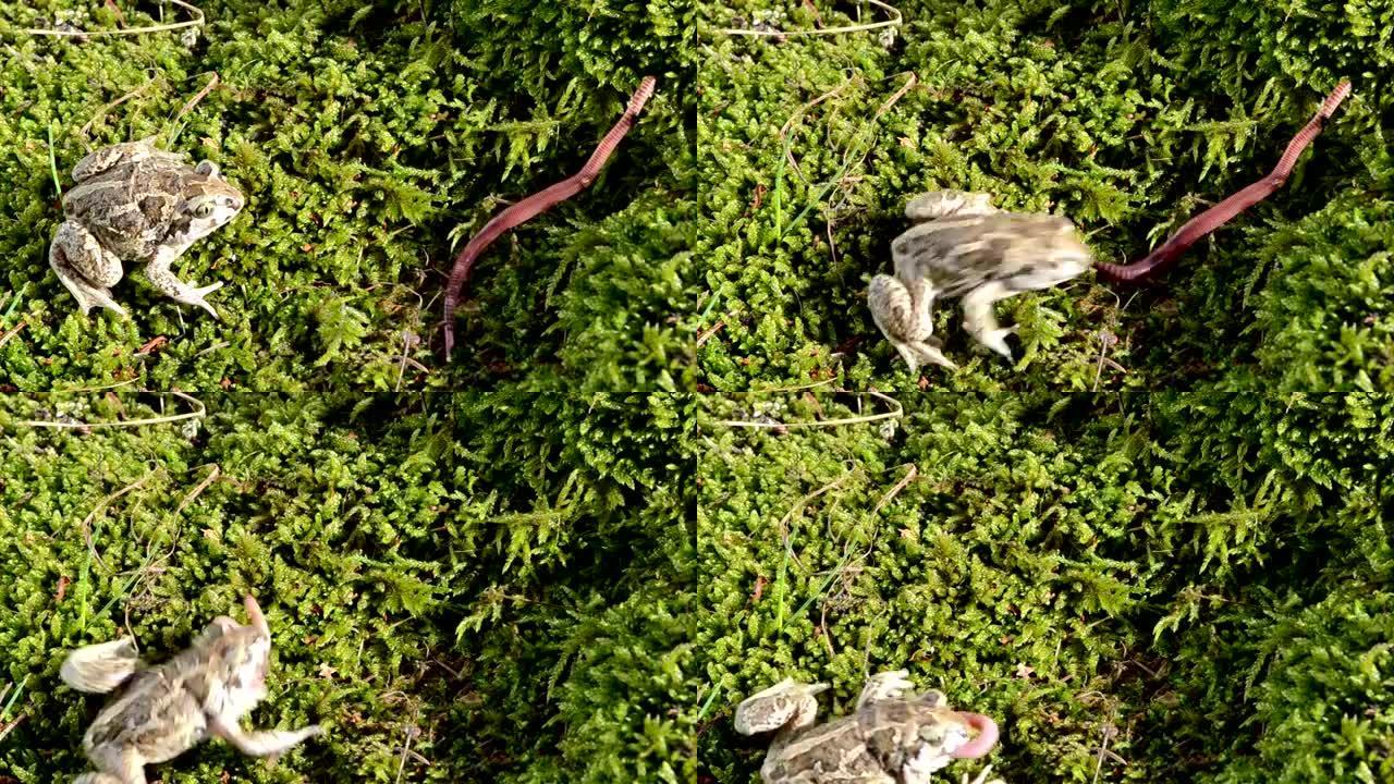 大蒜spadedfoot toad pelobates fuscus moss捕获猎物蠕虫