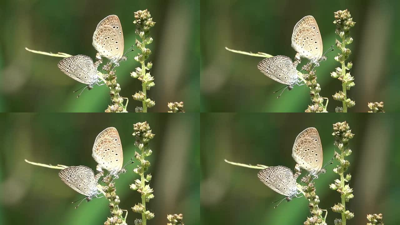花上的蝴蝶繁殖