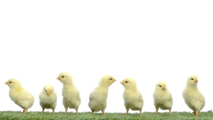 站在草地上的小鸡