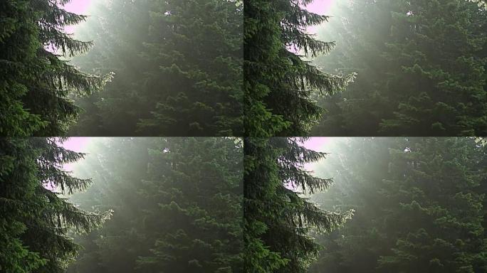 清晨的光线和雾气飘过松树