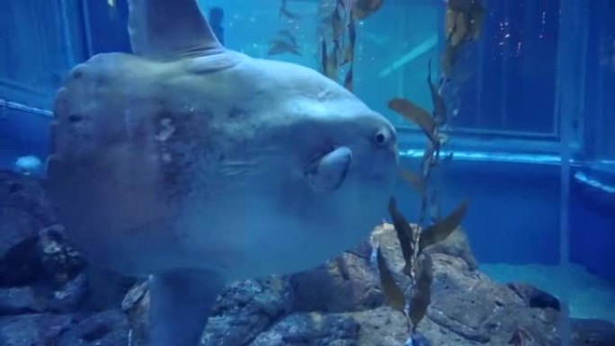 海洋翻车鱼 (Mola mola) 在日本大阪水族馆近距离拍摄