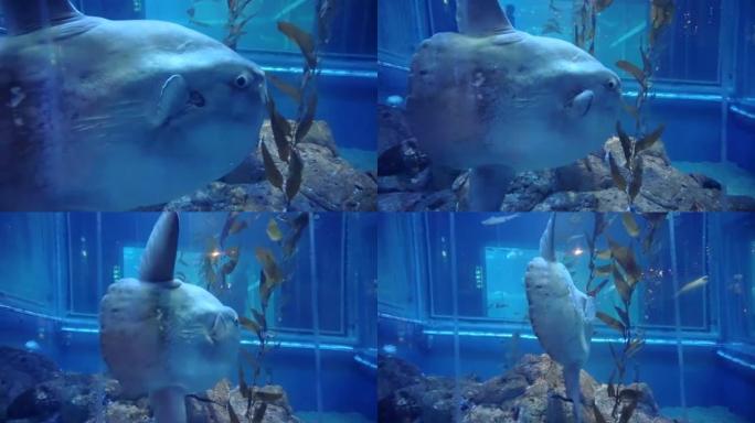 海洋翻车鱼 (Mola mola) 在日本大阪水族馆近距离拍摄