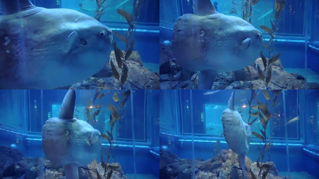 海洋翻车鱼 (Mola mola) 在日本大阪水族馆近距离拍摄