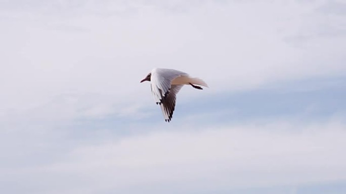 一对海鸥盘旋