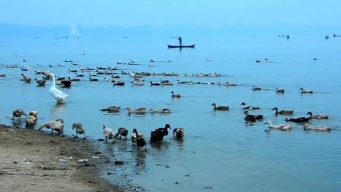 Poultryman在河上放牧他的鸭子，缅甸