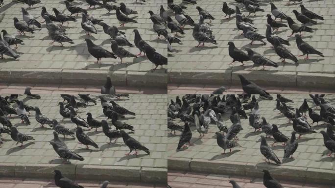 一群鸽子走路然后飞走