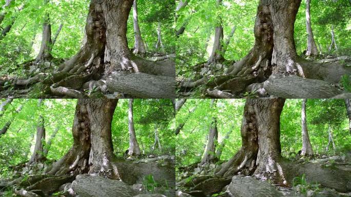 树根，木头。