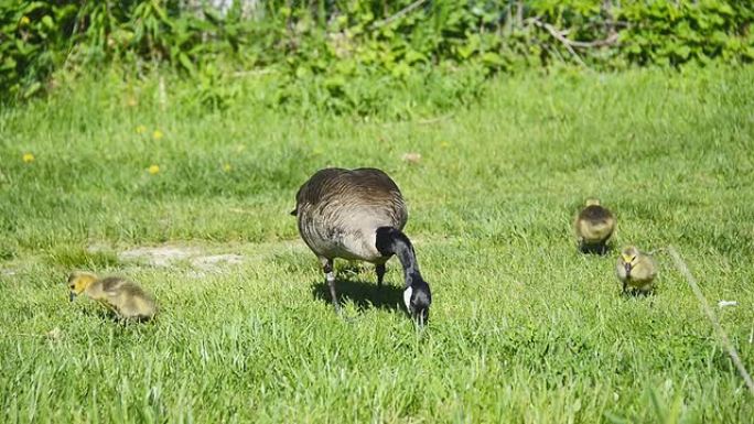 加拿大鹅或加拿大黑雁在开阔的绿色草地上进食