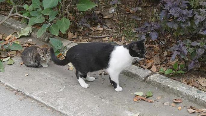 母猫和一只小猫流浪