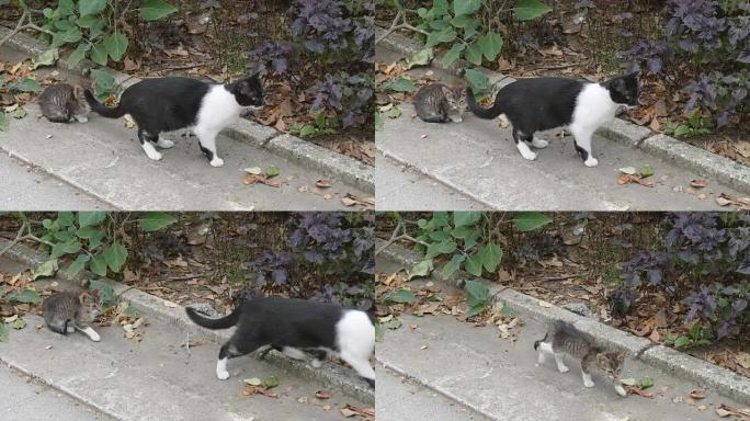 母猫和一只小猫流浪