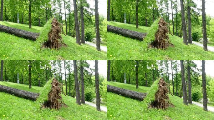飓风过后的树连根拔起大树倒下风雨过后
