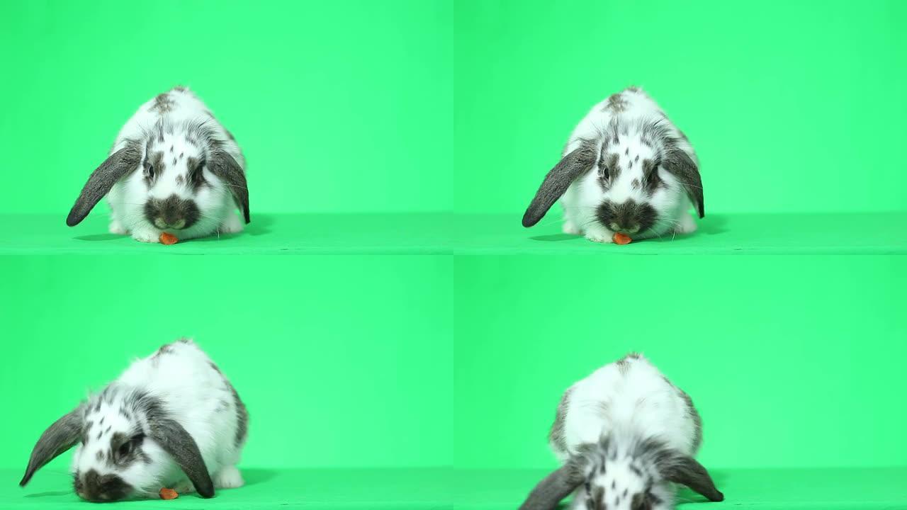 有趣的兔子吃胡萝卜