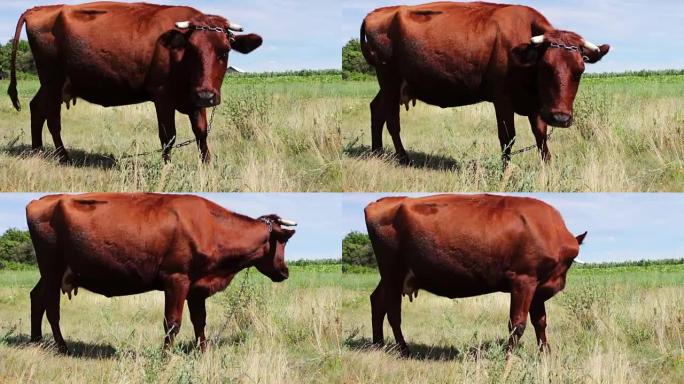 一头红色的大牛正在草地上吃草。一只农业动物正在放牧