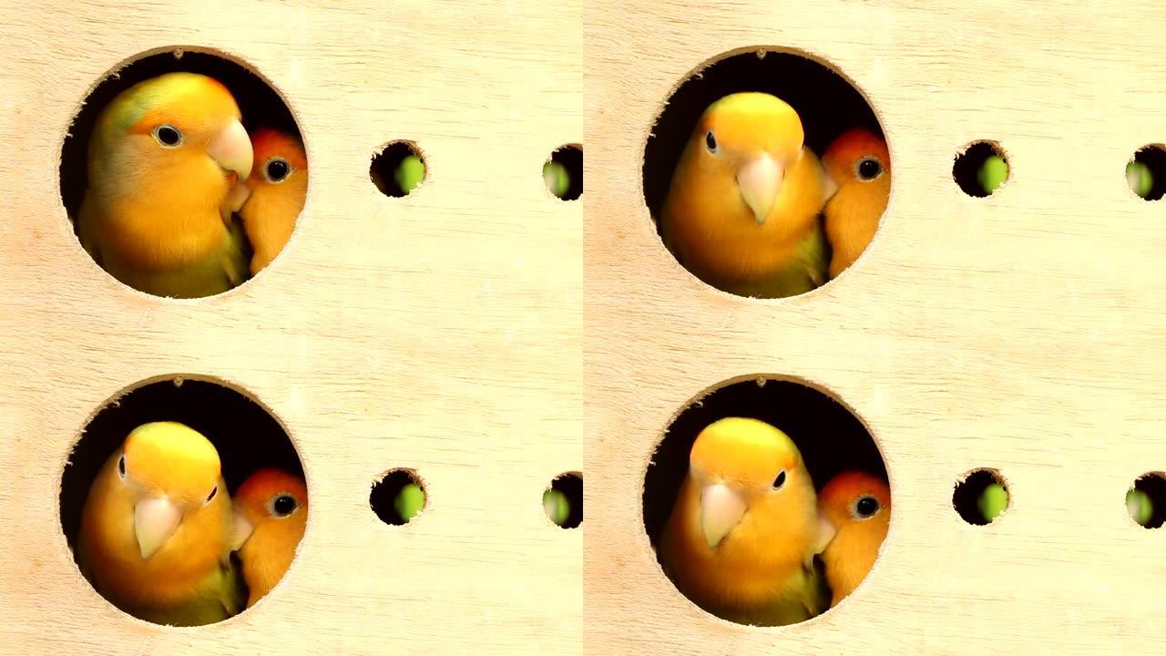 木盒中的爱情鸟