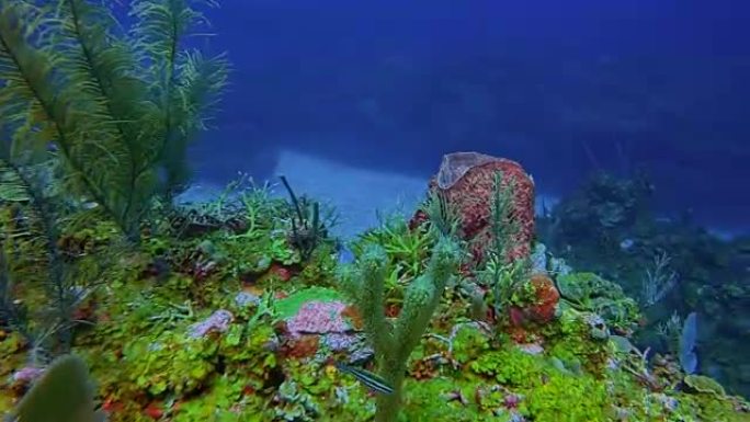 美丽的珊瑚礁上的海洋生物和许多热带鱼在加勒比海-伯利兹堡礁/龙涎香礁