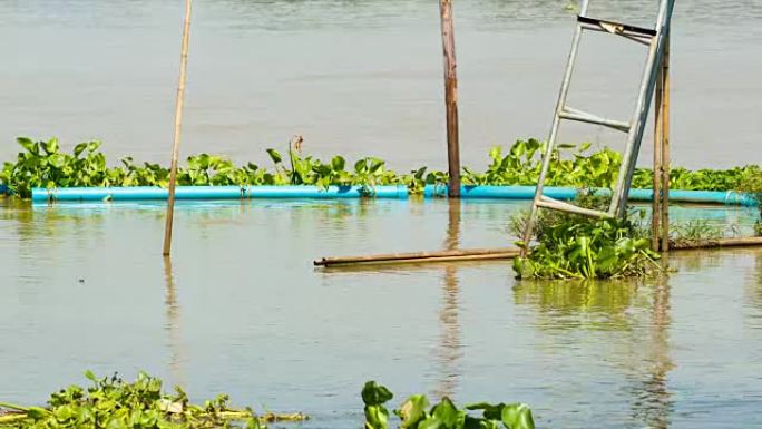 漂浮在水面上的pvc管作为屏障，防止垃圾和水葫芦进入河岸。干净的棕色水编织，可以看到周围的小鱼。慢动