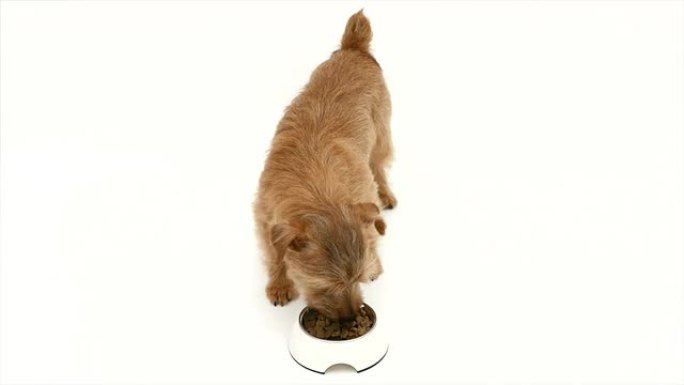 诺福克梗狗吃食物