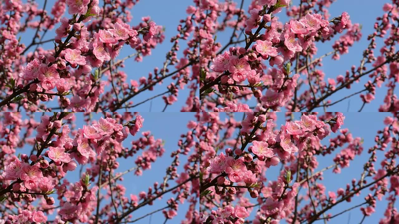 美丽的粉红色桃树花在日本春天2016