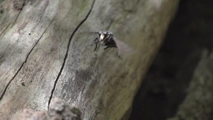 澳大利亚昆士兰州努萨国家公园森林中的大昆虫以慢动作飞走