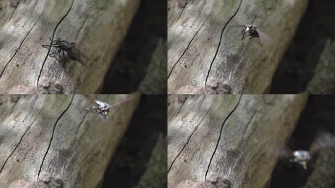 澳大利亚昆士兰州努萨国家公园森林中的大昆虫以慢动作飞走