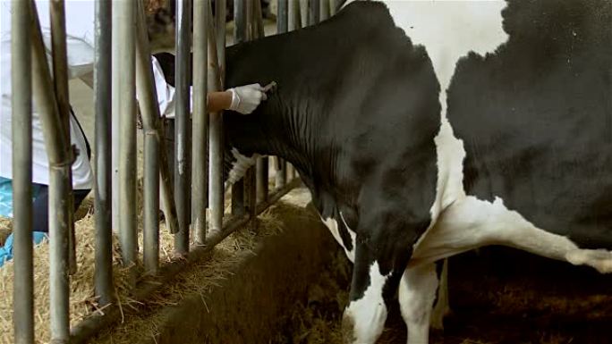 室内农场的奶牛